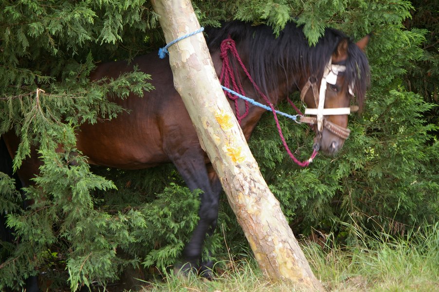 Les chevaux marocains: Les Chevaux Marocains 107